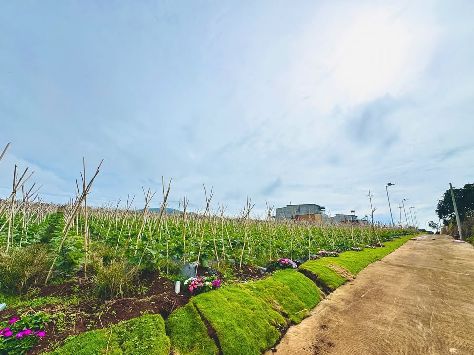 Đất nền Liên Hiệp, Đức Trọng 107m² giá chỉ 890 triệu - Sổ hồng riêng