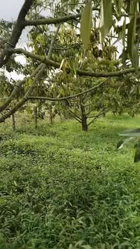 Đất nông nghiệp 5.000m² tại thôn 6, xã Ea Ral, giá 1.4 tỷ - Đầu tư sinh lời hấp dẫn!