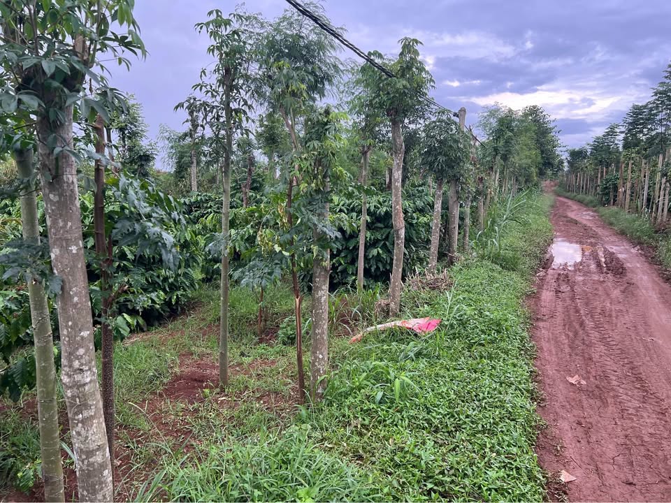 Đất 3 sào Phú Xuân, Krông Năng 36000m² giá 1.3 tỷ - Tiềm năng sinh lời cao!