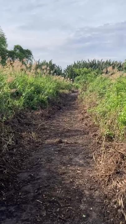 Đất nền Cần Giờ 200m² giá 2.3 tỷ - Cơ hội đầu tư hấp dẫn!