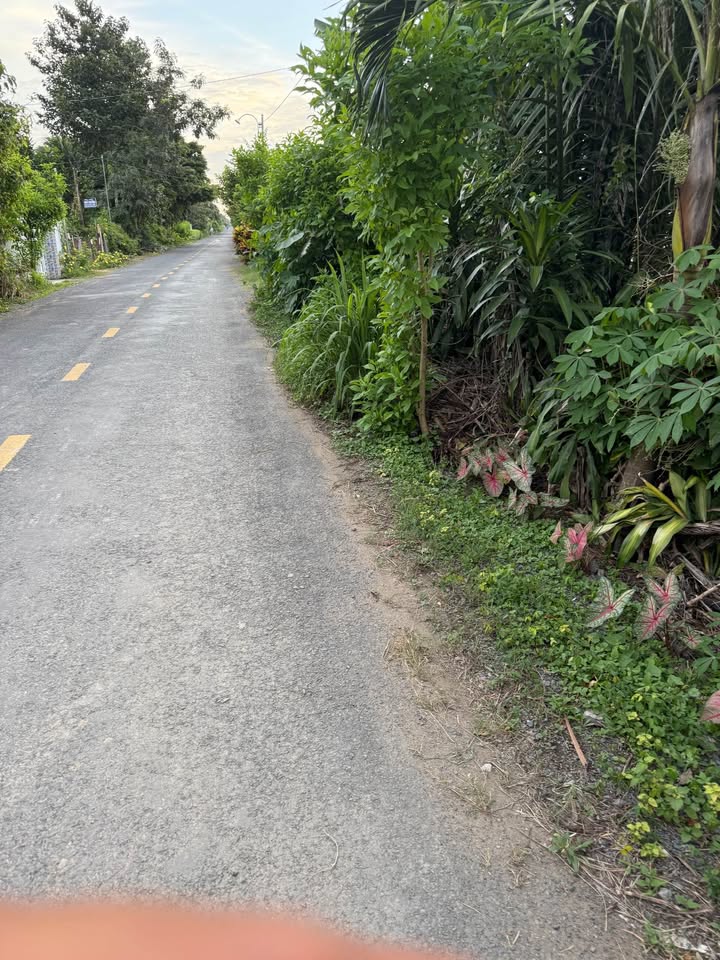 Đất mặt tiền nhựa ấp Bà Trằm, xã Hưng Mỹ, diện tích 500m² - Giá chỉ 4.95 tỷ VND