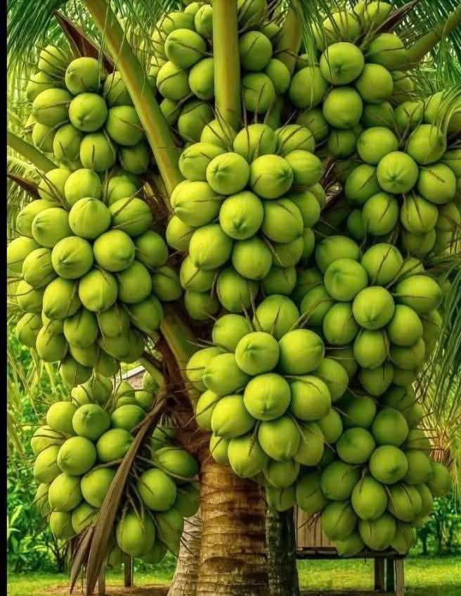 Đất vườn 700m² Phường Trung An, Mỹ Tho, Tiền Giang - View kênh thoáng mát