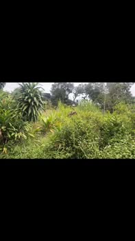 Đất thổ cư Phúc Trìu 800m² giá thỏa thuận - View đẹp, hướng thủy tựa sơn!