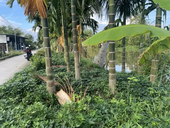 Bán đất vườn Hòa Mỹ Hậu Giang 4000m² giá 1.2 tỷ - Đầu tư sinh lời ổn định!