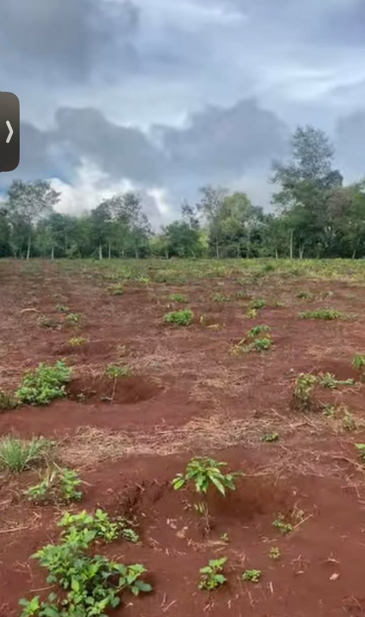 Đất nền 4,2 sào xã Ea Kênh, Krông Pắc, Đắk Lắk - Giá chỉ 1,35 tỷ, thương lượng ngay!