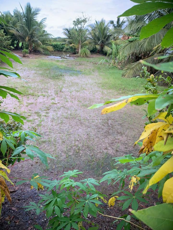 Đất nền 156m² tại Tây Yên A, An Biên chỉ 300 triệu - Sổ hồng riêng, xây dựng tự do!