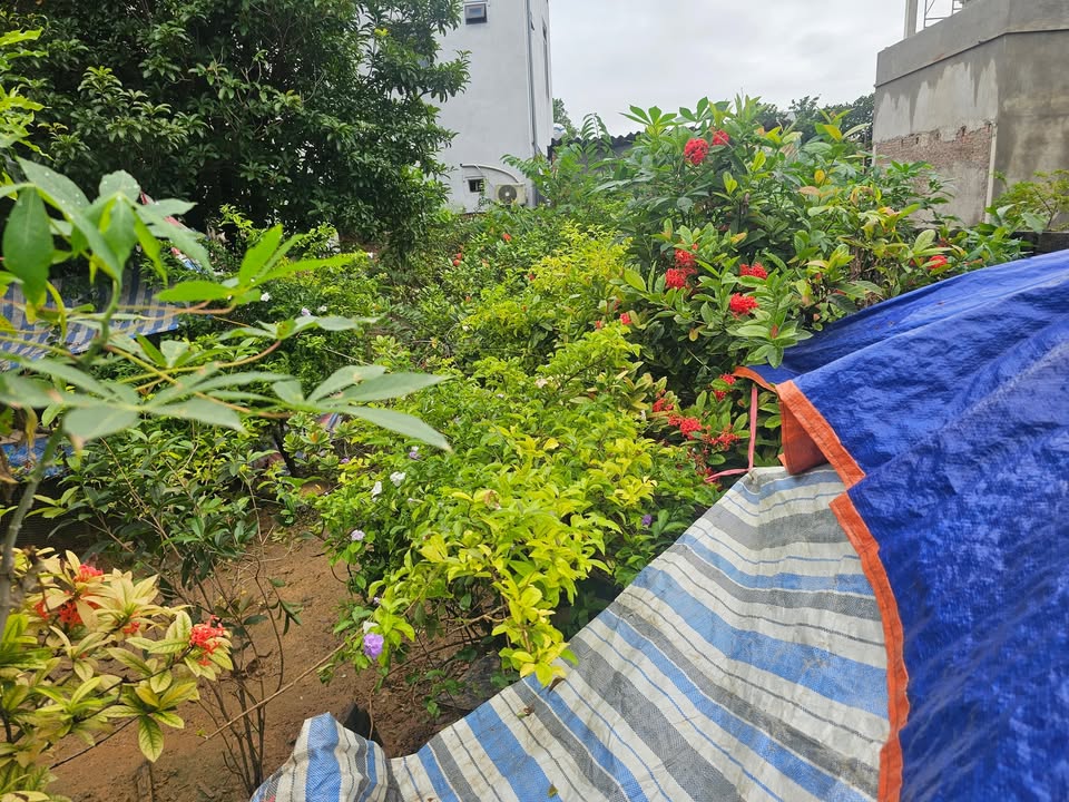 Đất nền 99m² xã Đông Yên, huyện Quốc Oai giá chỉ 1.9 tỷ - Ô tô đỗ cửa!