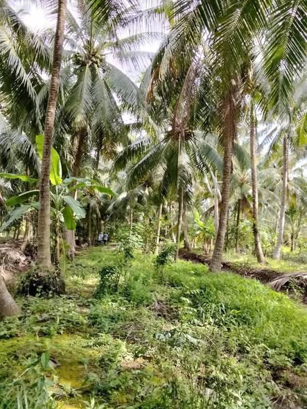 Đất vườn dừa Tân Phú Tây 4.700m² giá 500 triệu - Cơ hội đầu tư lý tưởng!