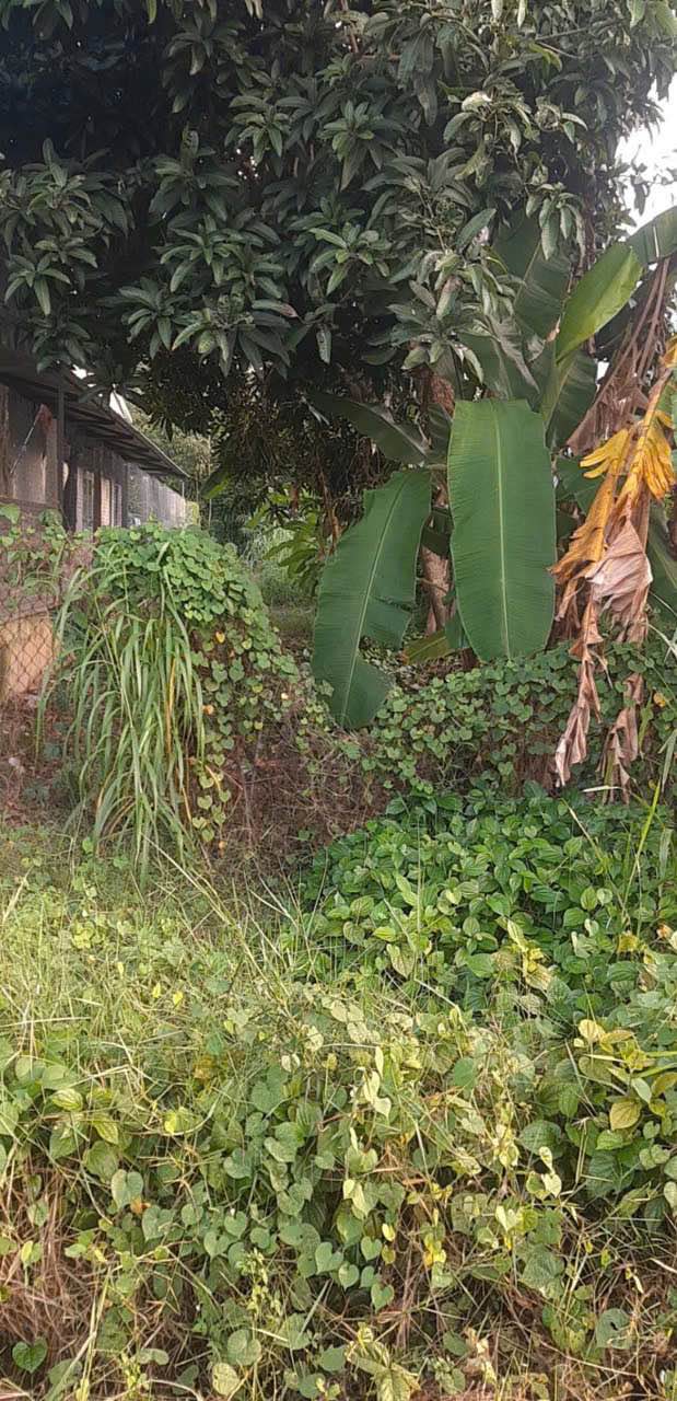 Đất Ninh Sơn Tây Ninh 258m² giá chỉ 650 triệu - Cơ hội đầu tư hiếm có!