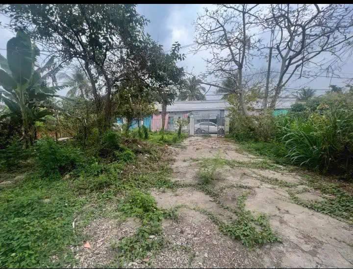 Đất Tân Hoà, Vĩnh Long 1511m² giá 3.8 tỷ - Pháp lý rõ ràng!