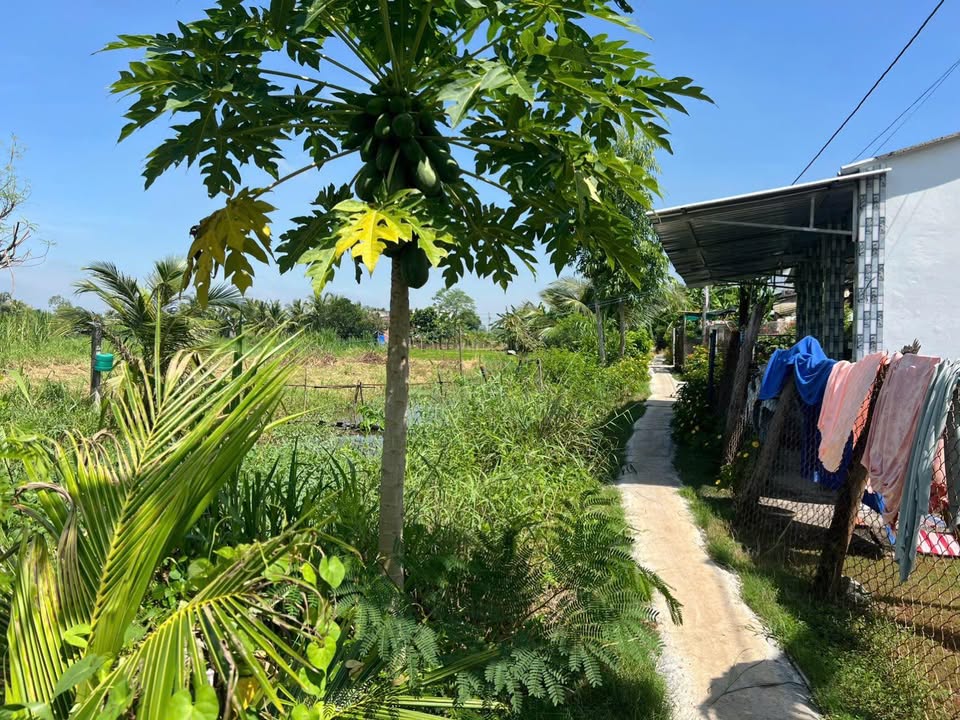 Đất nền Gò Công Đông 965m² giá 300 triệu - Sổ hồng riêng chính chủ!