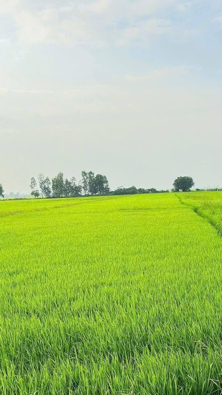 Đất ruộng Tân Hiệp Kiên Giang 1800m² - Nhà mới vào ở ngay!