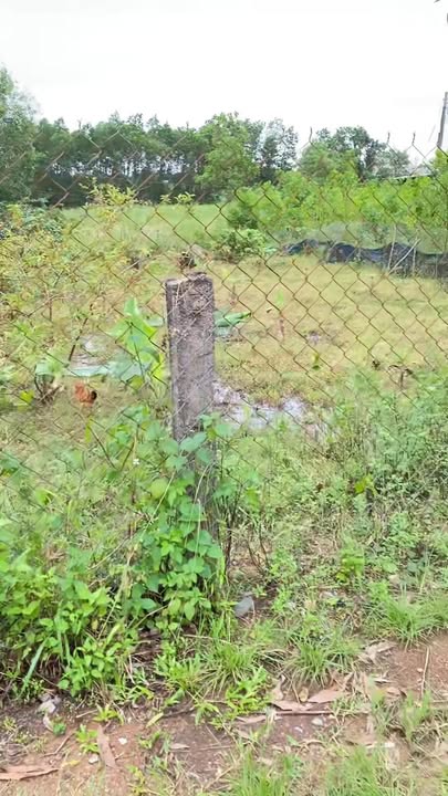 Đất nền 528m² tại Triệu Thượng, Quảng Trị - Giá chỉ 600 triệu - Đầu tư sinh lời ngay!