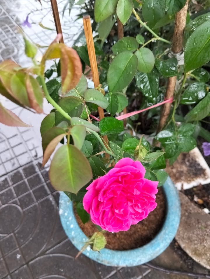 Đất nền Tóc Tiên 100m² giá 430 triệu - Mặt tiền đường nhựa chính