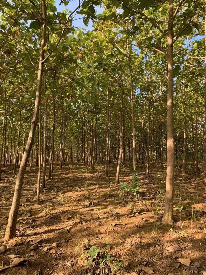 Đất vườn 7ha tại xã Ea Wer, Đắk Lắk - Giá chỉ 2.9 tỷ, view suối tuyệt đẹp!