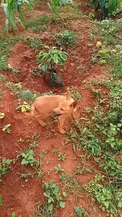 Đất nền 15.000m² Trường Xuân Đắk Song giá 2.3 tỷ - Thương lượng tốt!