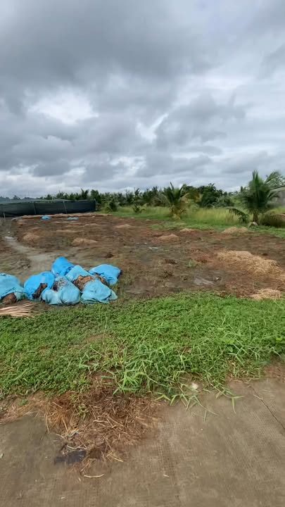 Đất mặt tiền 14000m² xã An Bình Tây, Ba Tri - Đầu tư sinh lời nhanh!