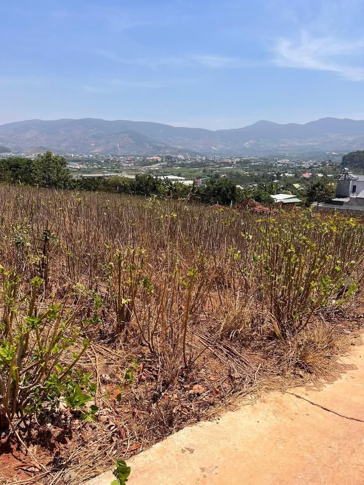 Đất thổ cư Nam Ban 1437m² giá 1.5 tỷ - View đồi thông tuyệt đẹp!