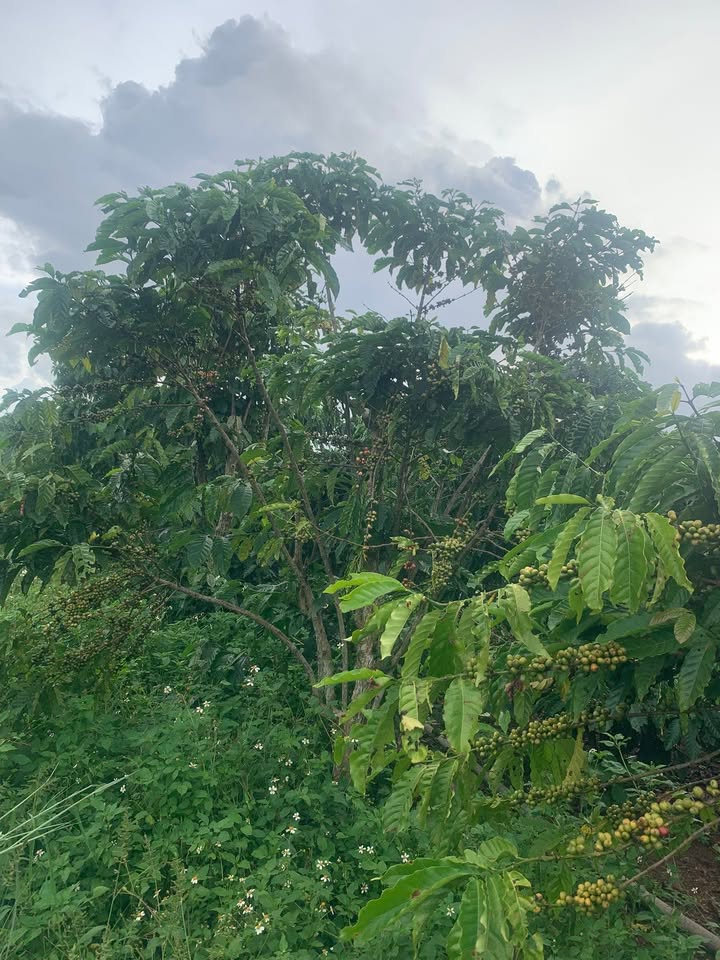 Đất nền Lâm Hà 1116m² giá 1.37 tỷ - Sổ đỏ chính chủ, vị trí đẹp!