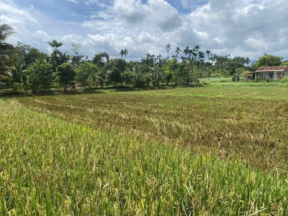 Đất ruộng Phú Xuân Buôn Hồ 5040m² giá 140 triệu - Sổ hồng chính chủ!