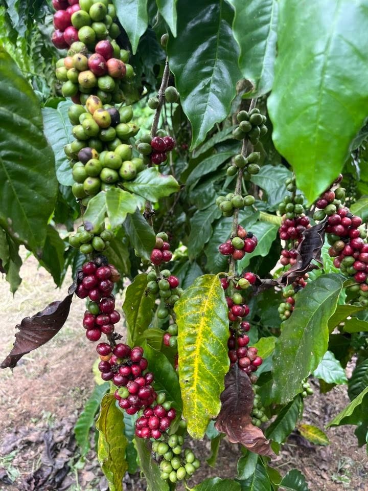 Bán lô đất Farm 7,4 sào tại Cư Ni, Ea Kar - Giá 1.065 tỷ, vị trí gần khu dân cư!