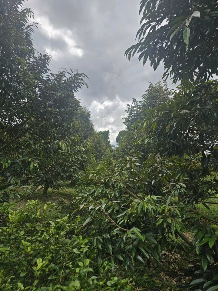 Lô đất thổ cư 300m² tại thôn 2, Ea Păl, Đăk Lắk - Đầu tư sinh lời ngay!