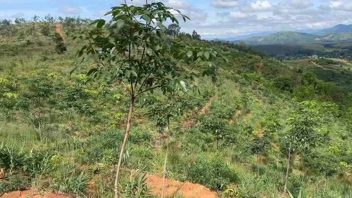 Farm 4ha Cao Su Đẹp Tại Ngọc Wang, Đăk Hà - Giá Chỉ 900 Triệu!