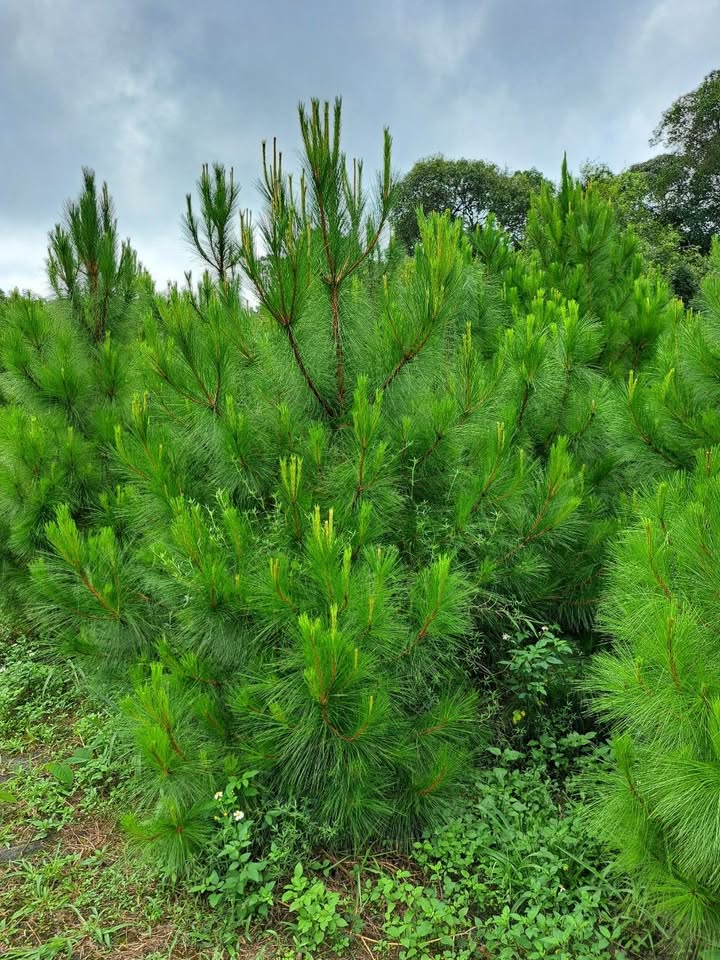 Đất nền Măng Đen 150m² giá thỏa thuận - Vị trí đẹp trung tâm gần chợ!