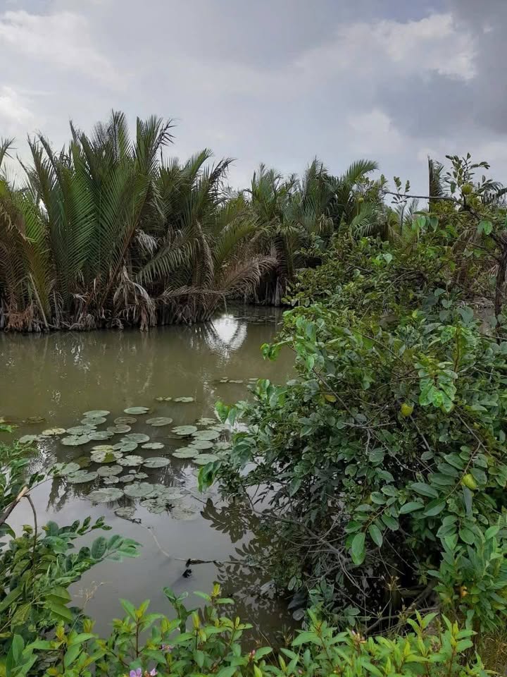 Đất vườn Nhơn Trạch 6207m² giá chỉ 4.345 tỷ - Cơ hội đầu tư hấp dẫn!