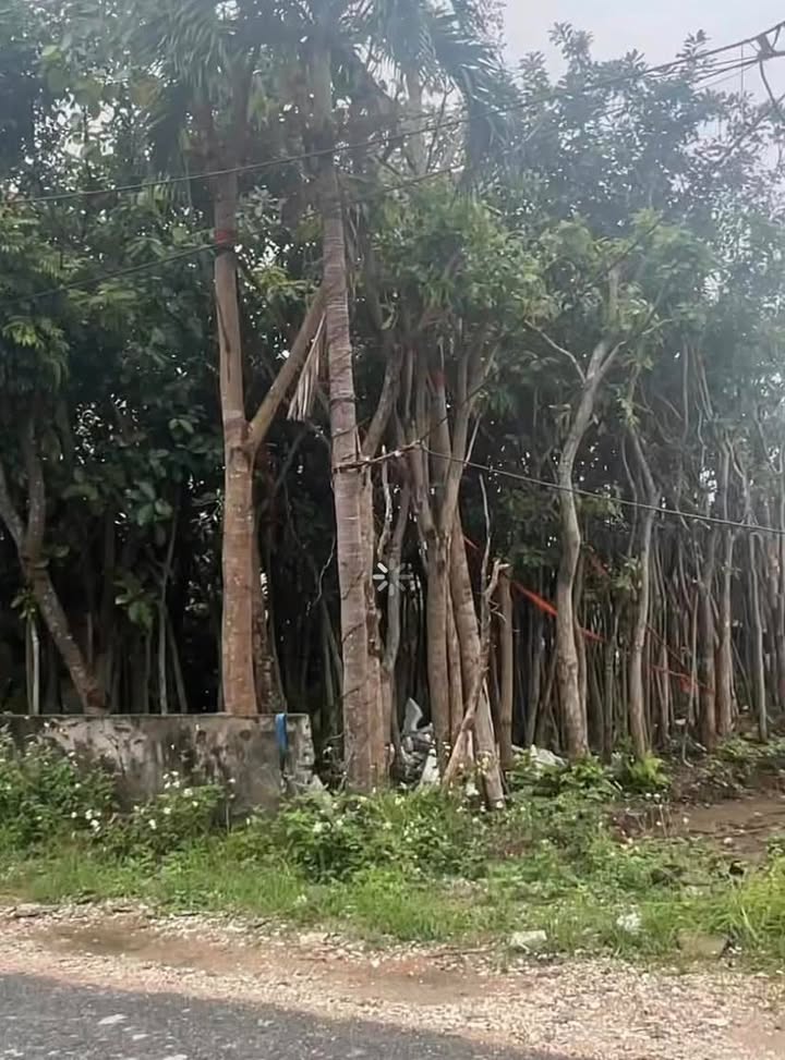 Đất nền Văn Tố Tứ Kỳ 109m² giá 1.6 tỷ - Cơ hội đầu tư hấp dẫn!