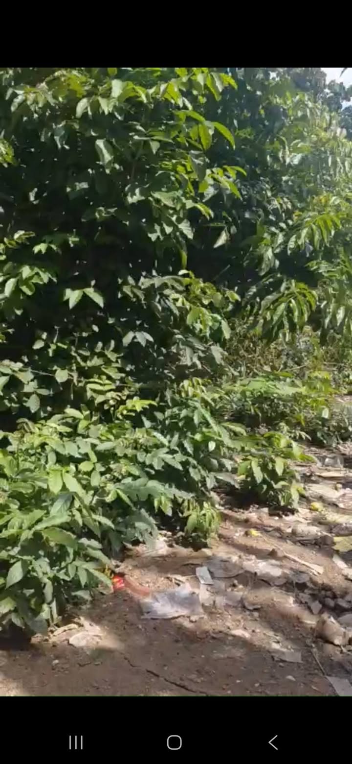 Đất ở Củ Chi 155m² giá 1.22 tỷ - Sổ đỏ chính chủ, công chứng nhanh!