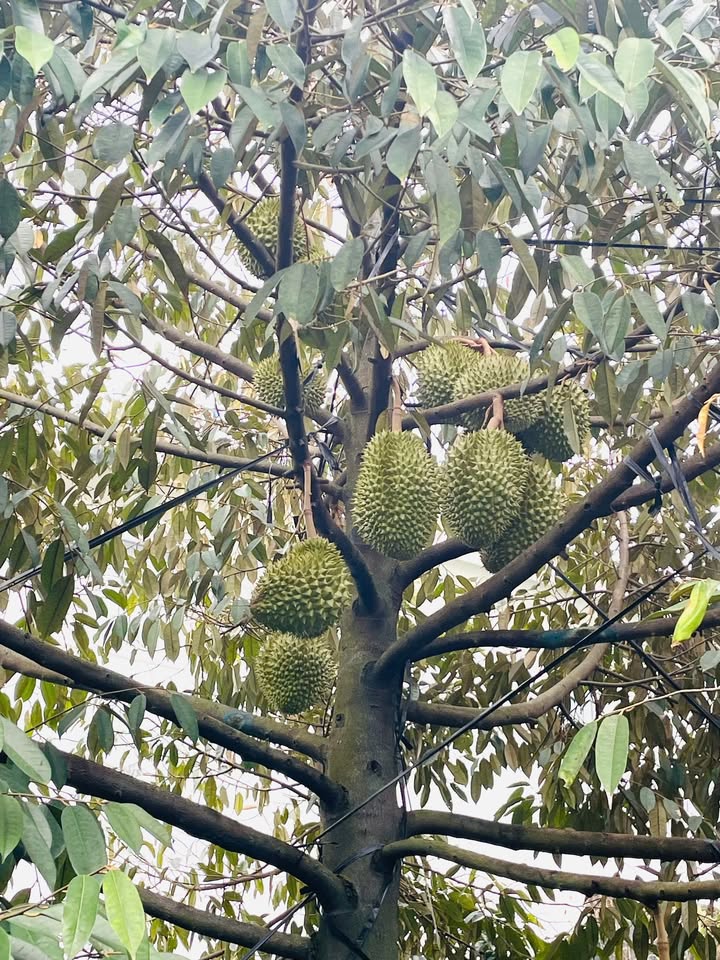 Bán đất vườn cây trái 3000m² mặt tiền đường nhựa Đất Đỏ - Giá chỉ 8 tỷ