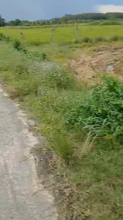 Đất nền Thái Mỹ Hóc Môn 2571m² giá 3.34 tỷ - Mặt tiền 65m, sổ đỏ chính chủ!