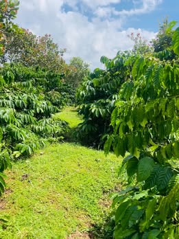 Đất nền Quảng Hiệp, Cư M'gar 4068m² giá 486 triệu - Cơ hội đầu tư hấp dẫn!