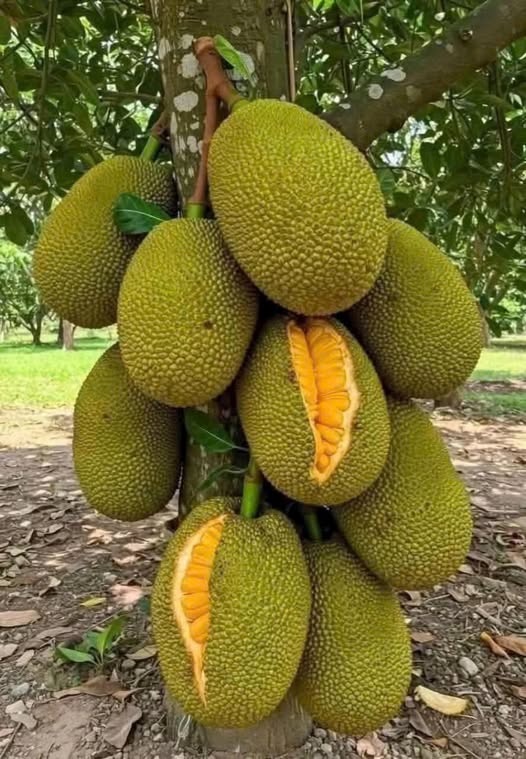 Đất thổ cư 95m² ngay trục chính Tổ 7-13, Long Tuyền - Giá chỉ 1,29 tỷ!