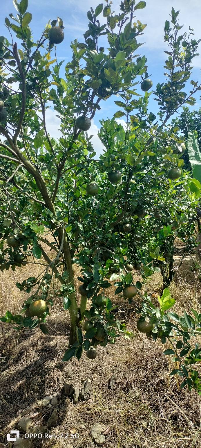 Farm Khánh Trung 52000m² giá chỉ 250 triệu - Đầu tư sinh lời ngay!