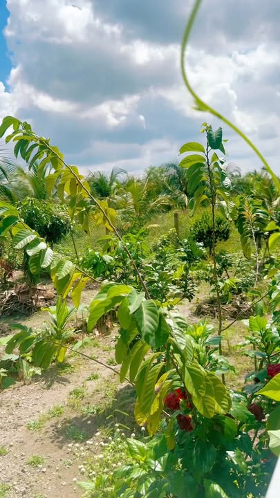 Bán gấp đất vườn 500m² tại Tầm Vu, Châu Thành - Sổ hồng riêng, giá 499 triệu