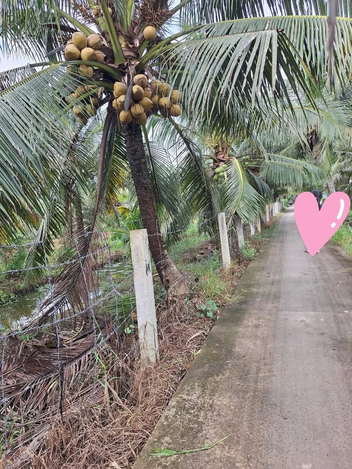 Đất vườn dừa Bình Thành 678m² giá 350 triệu - Nền cao, tiện ích đầy đủ!