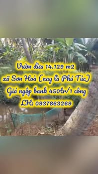 Farm dừa Phú Túc 14.129m² giá 5.683 tỷ - Đầu tư sinh lời ngay!