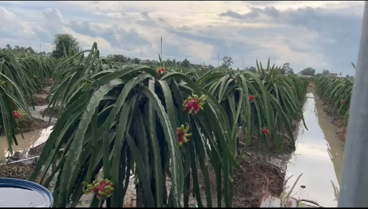 Đất nông nghiệp 7ha An Lục Long - Giá chỉ 280 triệu - Cơ hội đầu tư hấp dẫn!