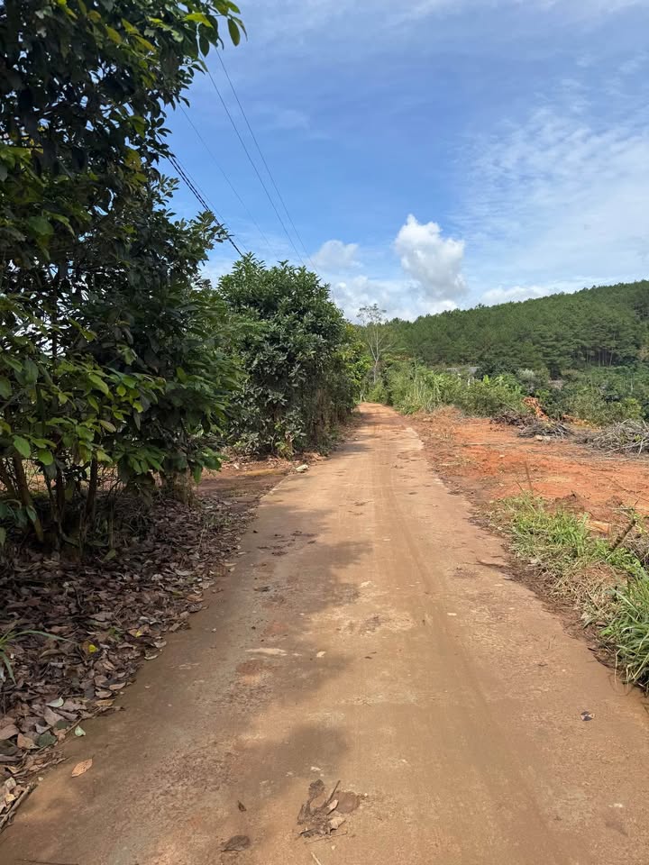 Đất đẹp 1.550m² tại Nam Ban, Lâm Hà chỉ 1,5 tỷ - Cơ hội đầu tư tuyệt vời!