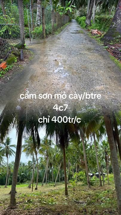 Đất thổ cư Cẩm Sơn, Mỏ Cày Nam 4700m² - Giá chỉ 400 triệu/công, giảm ngay 100 triệu!