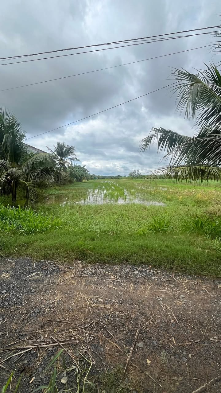 Đất ruộng xã Mỹ Nhơn, Ba Tri, Bến Tre 4456m² giá 1.158 tỷ - Đường nhựa, gần chợ!