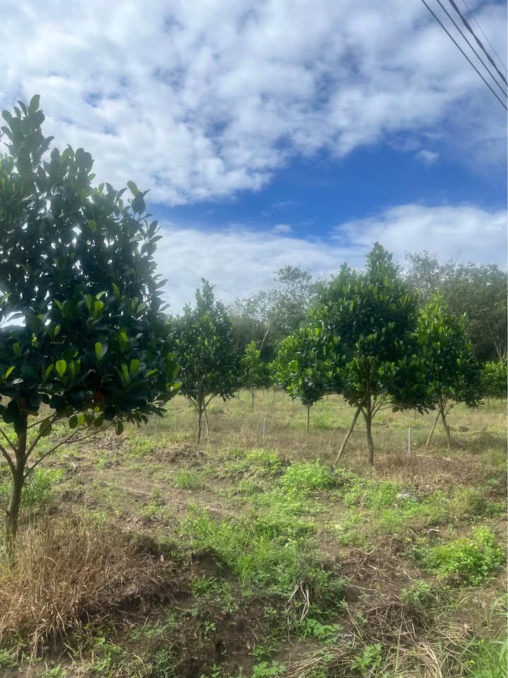 Đất sào 1200m² Tân Hiệp, Phú Giáo giá 7xx triệu - Đường ô tô vào tận nơi!