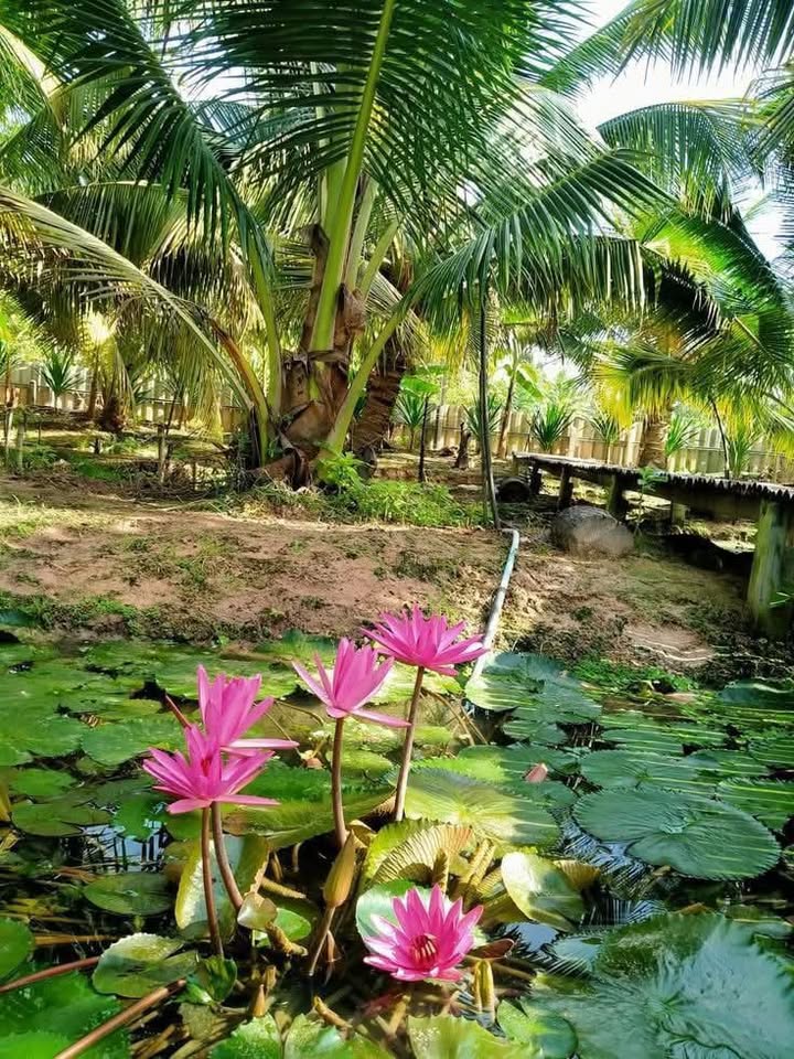 Farm đất vườn Châu Thành Kiên Giang 3490m² giá 1.5 tỷ - Cơ hội đầu tư tuyệt vời!