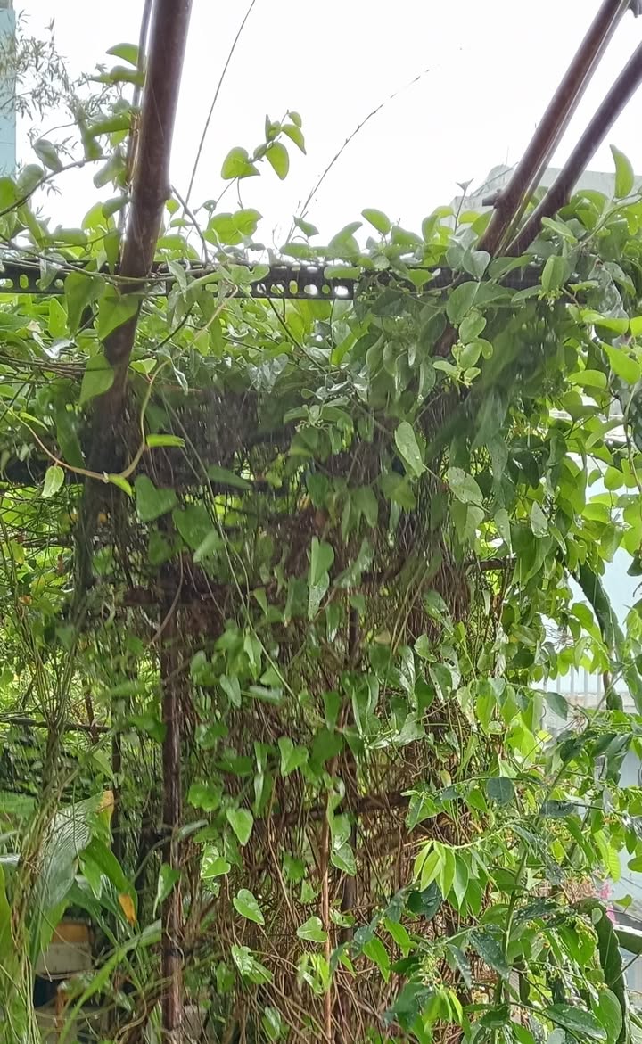 FrontHouse 100m² đường Lê Thị Riêng quận 1 giá 24 tỷ - Kinh doanh lưu trú lý tưởng!