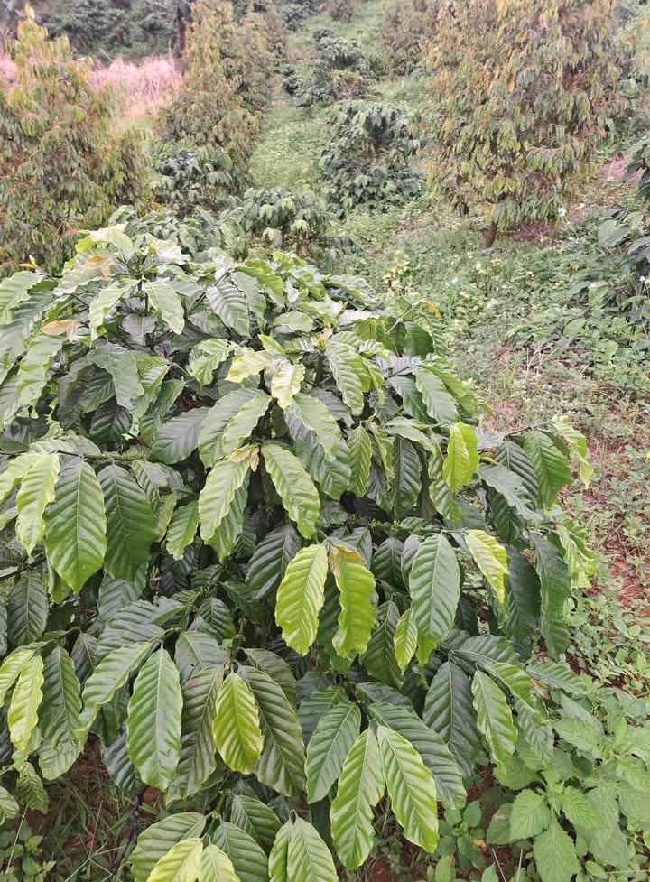 Đất nền Tân Thanh Lâm Hà 1ha giá 1.65 tỷ - Pháp lý rõ ràng!