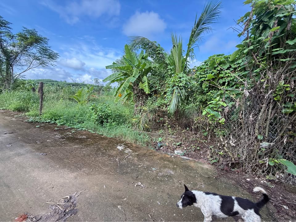 Đất nền Diên Lâm 133m² giá 440 triệu - Cơ hội đầu tư tuyệt vời!