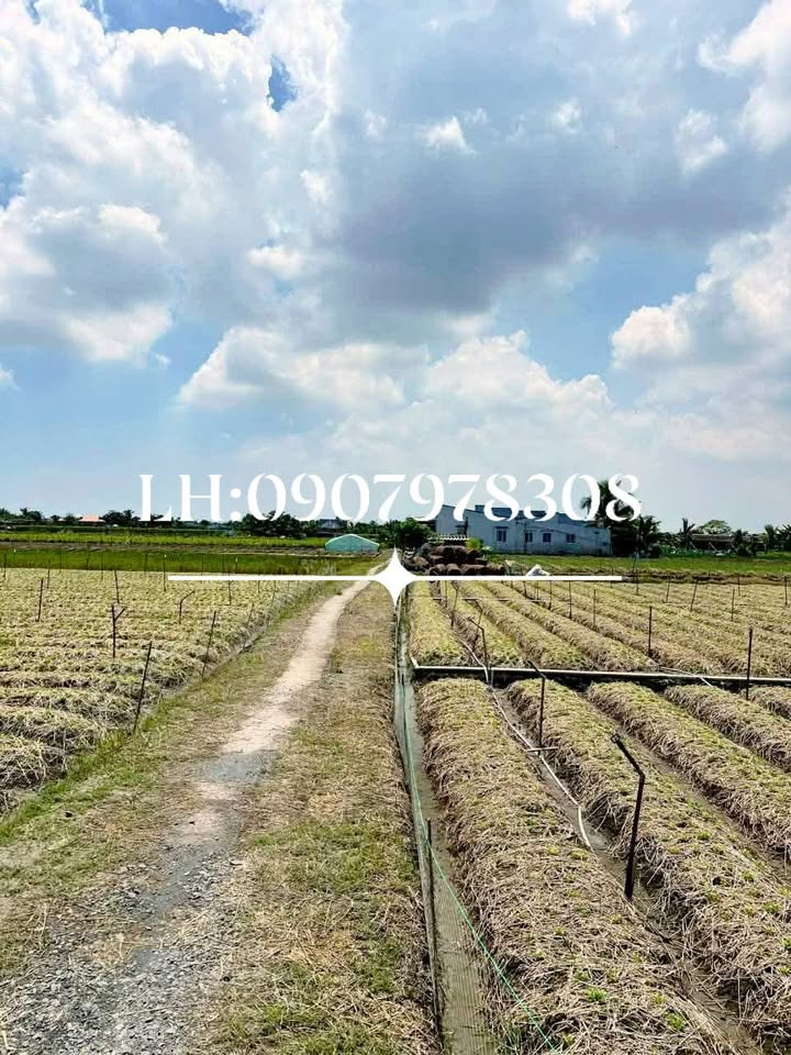 Đất nền Tân Đông Mới 1300m² giá chỉ 480 triệu - 2 mặt kênh, đầu tư lý tưởng!