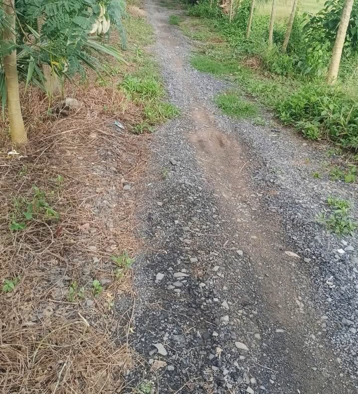 Đất lúa Hiếu Thành Vũng Liêm 1000m² giá 320 triệu - Cơ hội đầu tư tuyệt vời!